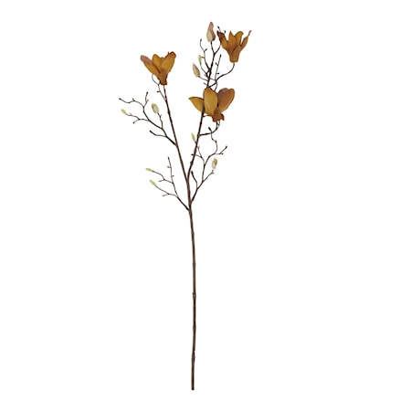 Mangnolia Ruskea