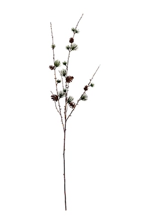 Larch w. cornes Luonnonvärinen